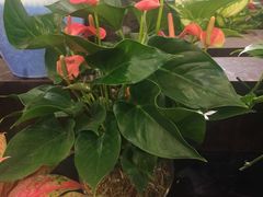 -双季花艺园艺市场(浦东店)