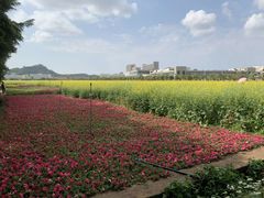 -光明小镇欢乐田园