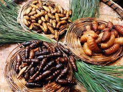 -昆虫窝子·特色云南菜(拓东路总店)