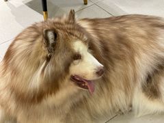 -安格丽娜·狗咖·猫咖羊驼咖(春熙路百盛商场店)