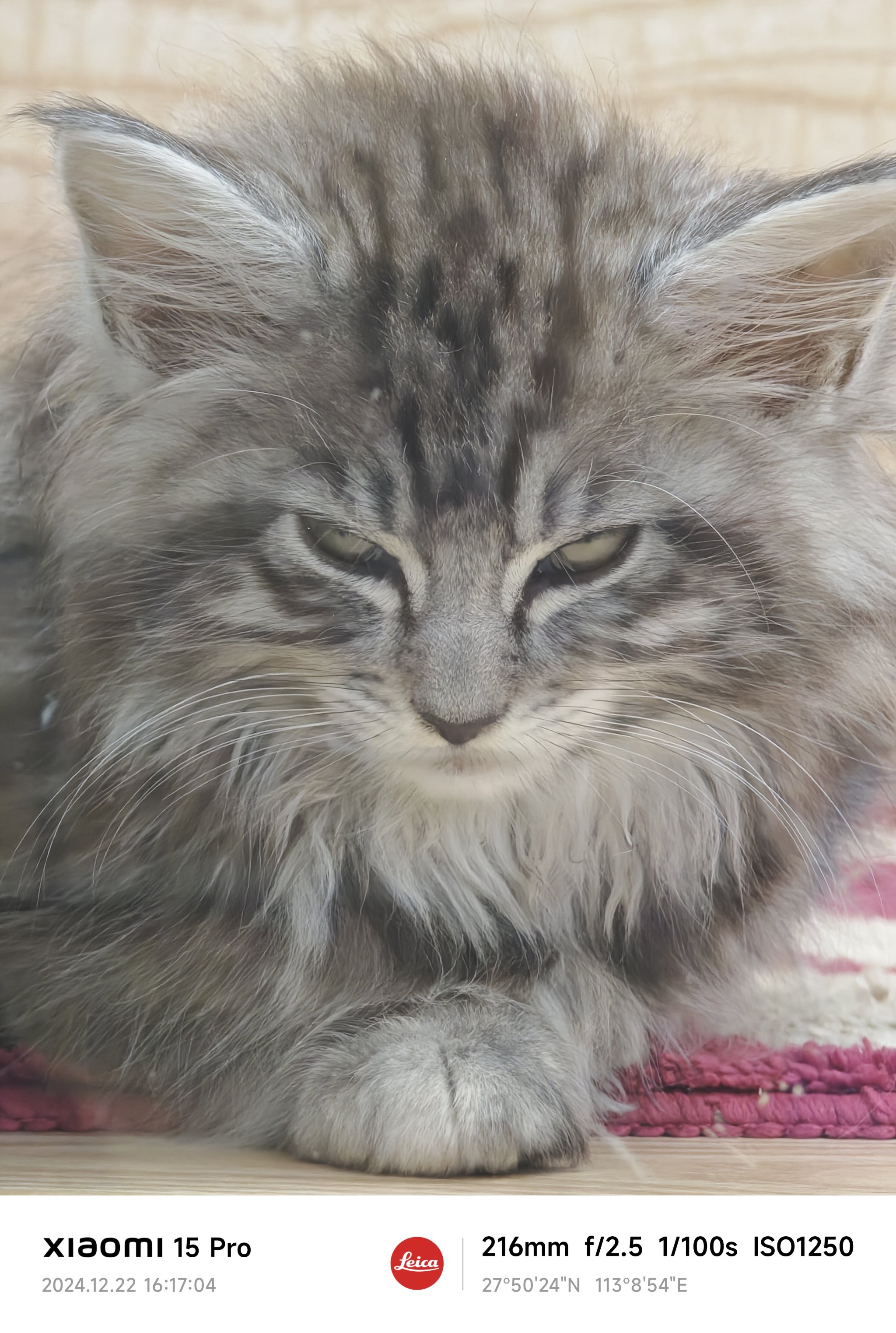 宠物猫=宠物猫的品种及价格