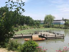 -鹅湖玫瑰文化园