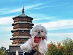 -美联众合动物医院·24h京西诊疗中心
