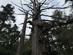 -天目山大树王景区