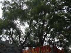-大槐树寻根祭祖园