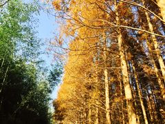 -黄海国家森林公园