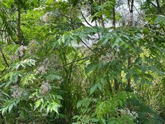 -南宁良凤江国家森林公园