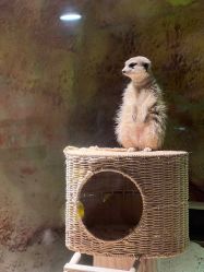 -酷嗒动物文化乐园(cutezoo西溪乐天城店)