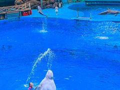 -海合安成都极地海洋公园
