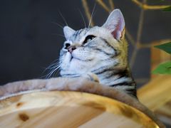 -共舞时光猫咖·狗咖(新街口店)