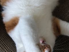 -艾贝尔宠物诊疗