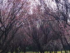 -蜀冈西峰生态公园