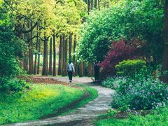 -上海共青森林公园