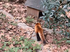 -都江堰中华大熊猫苑