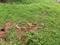 -海南热带野生动植物园