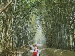 -广东茂名森林公园