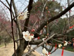 景点-无锡梅园公园