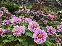 -洛阳市隋唐城遗址植物园