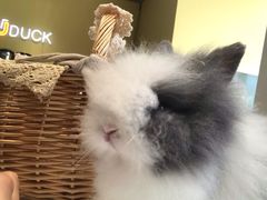 -RU DUCK柯尔鸭公社·撸鸭俱乐部·羊驼·小香猪