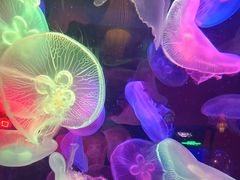 -太平洋海底世界