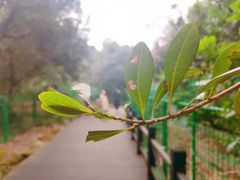 -树山生态村