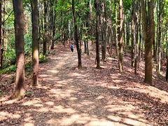 -火炉山森林公园