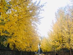 -圆明园停车场