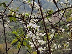 -桃花涧