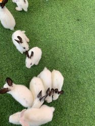 -萌宠亲子动物乐园(槐房万达店)