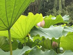 -陈家山荷花公园