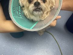 -宠物星动物医院·眼科·异宠·猫科(江南大道总院)