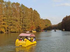 -上海海湾国家森林公园