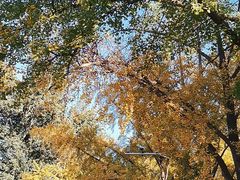 -三里屯东五街银杏大道