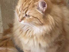 -MOCHA明星猫咖(田子坊店)
