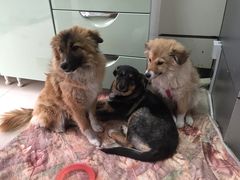 -康乐宝动物医院