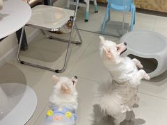 -怪兽屋·羊驼·猫咖·狗咖(俊华广场店)