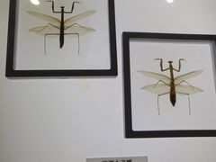 -上海昆虫博物馆