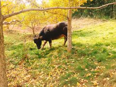 -千年银杏谷文化旅游区