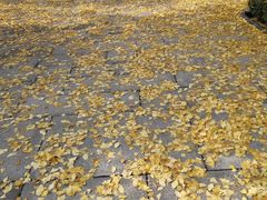 -百林公园-两江幸福广场