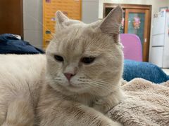 -瑞鹏宠物医院·夜间急症·心超·猫科(祖庙分店)
