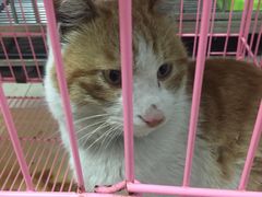 -爱贝特动物医院·猫口炎专科