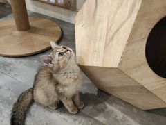 -楼上猫咖(罗湖店)