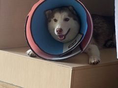 -Husky Go! 哈士奇体验馆·宠物咖啡厅狗咖