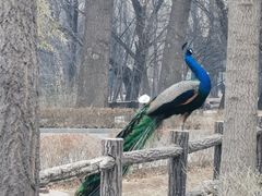 -北京麋鹿生态实验中心