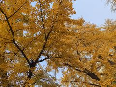 -三里屯东五街银杏大道