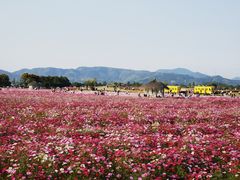 -径山花海