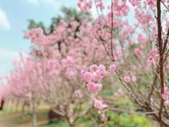 -天适樱花悠乐园