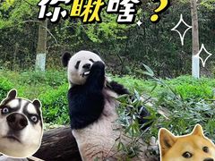 -都江堰中华大熊猫苑