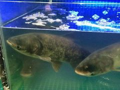 -姜君·千岛湖鱼头馆(浦东大道店)