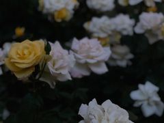 -睦南公园
